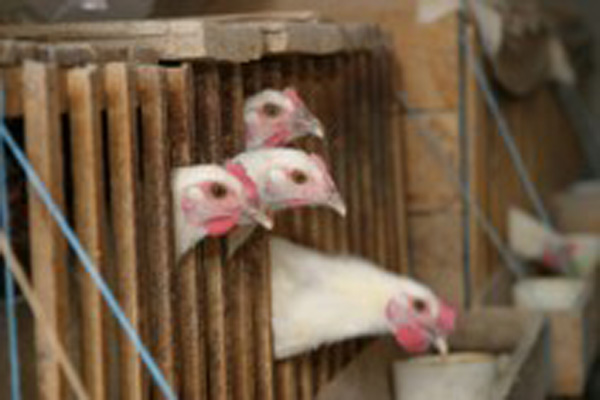 Image6 poulet bresse mieral