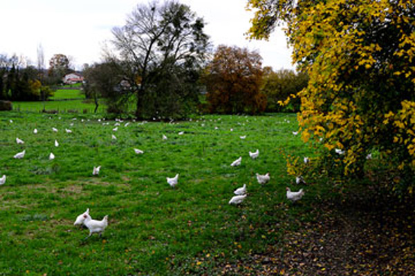 poulet bresse mieral