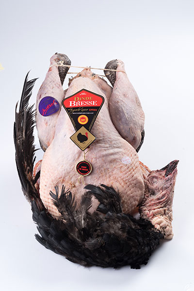 AOP Bresse turkey cock
