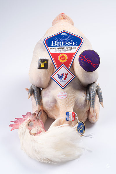 AOP Female Bresse chicken