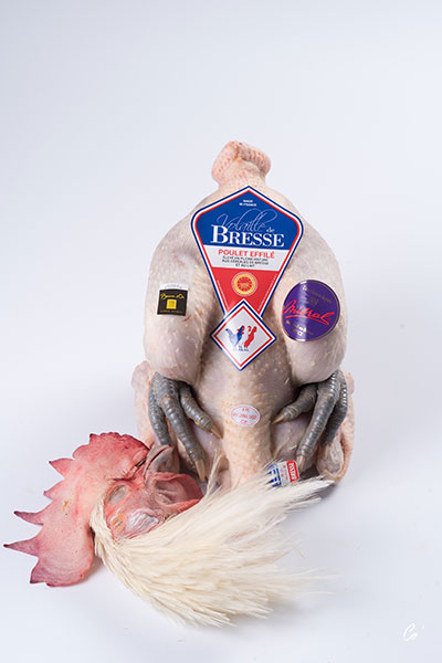 AOP Male Bresse chicken